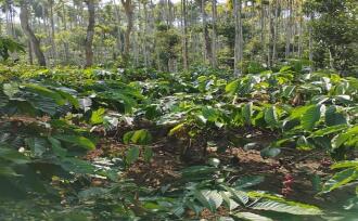 Agricultural Land for Sale in Wayanad, Sulthan bathery, Cheeral