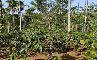 Agricultural Land for Sale in Wayanad, Sulthan bathery, Cheeral