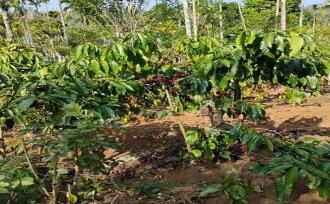 Agricultural Land for Sale in Wayanad, Sulthan bathery, Cheeral