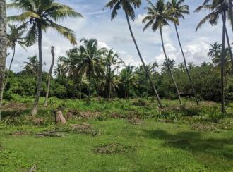 Commercial Land for Sale in Alleppey, Cherthala, Vayalar, Plumeria Resort, Vayalar, Cherthala