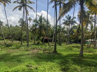 Commercial Land for Sale in Alleppey, Cherthala, Vayalar, Plumeria Resort, Vayalar, Cherthala