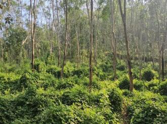 Residential Land for Sale in Trivandrum, Vembayam, Vembayam, Near Thampuranpara View Point