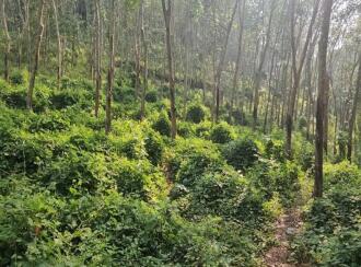 Residential Land for Sale in Trivandrum, Vembayam, Vembayam, Near Thampuranpara View Point