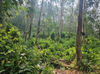 Residential Land for Sale in Trivandrum, Vembayam, Vembayam, Near Thampuranpara View Point