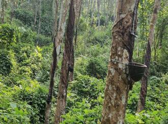 Residential Land for Sale in Trivandrum, Vembayam, Vembayam, Near Thampuranpara View Point