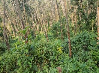 Residential Land for Sale in Trivandrum, Vembayam, Vembayam, Near Thampuranpara View Point