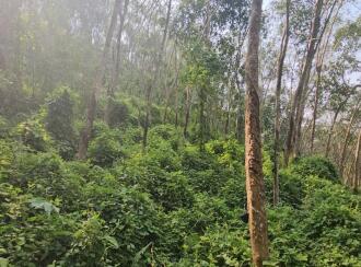 Residential Land for Sale in Trivandrum, Vembayam, Vembayam, Near Thampuranpara View Point