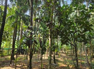 Residential Land for Sale in Palakkad, Pattambi, Chalissery, near Vishnu Temple