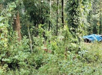 Residential Land for Sale in Kottayam, Kottayam town, Panachikkad, Near Nellickal SNDP
