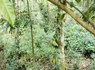 Residential Land for Sale in Kottayam, Kottayam town, Panachikkad, Near Nellickal SNDP