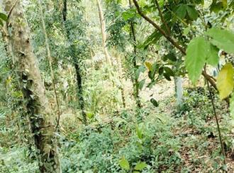 Residential Land for Sale in Kottayam, Kottayam town, Panachikkad, Near Nellickal SNDP