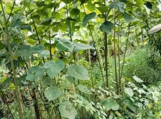 Residential Land for Sale in Kottayam, Kottayam town, Panachikkad, Near Nellickal SNDP