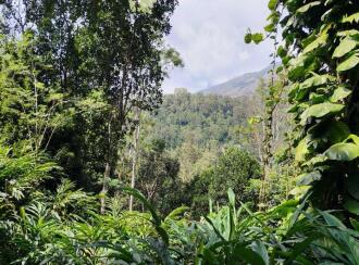 Residential Land for Sale in Idukki, Thokkupara, Thokkupara