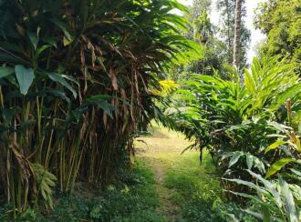 Residential Land for Sale in Idukki, Thokkupara, Thokkupara