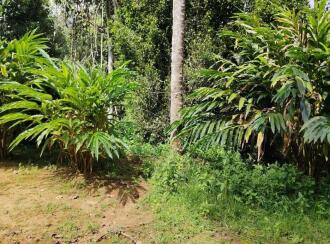 Residential Land for Sale in Idukki, Thokkupara, Thokkupara