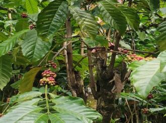 Residential Land for Sale in Idukki, Vagamon, Vagamon, mathaippara