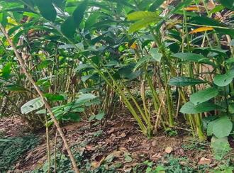 Residential Land for Sale in Idukki, Vagamon, Vagamon, mathaippara