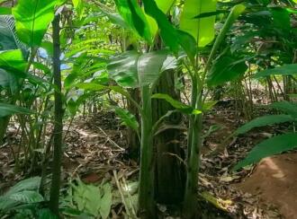 Residential Land for Sale in Idukki, Vagamon, Vagamon, mathaippara