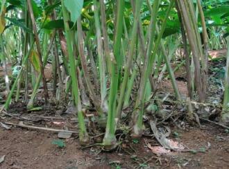 Residential Land for Sale in Idukki, Vagamon, Vagamon, mathaippara