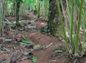 Residential Land for Sale in Idukki, Vagamon, Vagamon, mathaippara