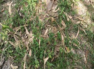 Residential Land for Sale in Thrissur, Thrissur, Anthikad, Kandassankadavu