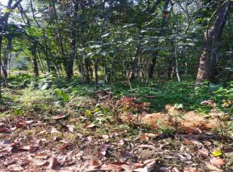 വാസയോഗ്യമായ ഭൂമി വില്പനയ്ക്ക് കോട്ടയം, Pala, Cherpunkal, Chakinipalam