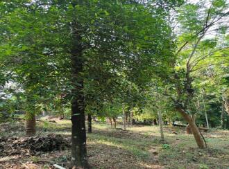 Agricultural Land for Sale in Thrissur, Mannuthy, Mulayam, Koottala Mulayam Road