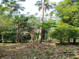 Agricultural Land for Sale in Thrissur, Mannuthy, Mulayam, Koottala Mulayam Road