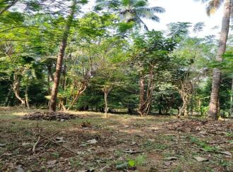 Agricultural Land for Sale in Thrissur, Mannuthy, Mulayam, Koottala Mulayam Road