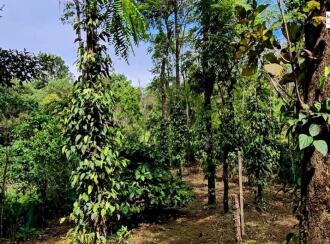 Residential House Villa for Sale in Idukki, Peerumade, Peermade, 9°33'46.7"N 76°59'30.3"E