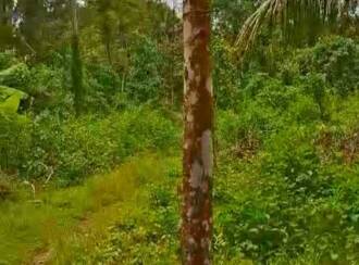 Residential Land for Sale in Alleppey, Cherthala, Kanichukulangara, Cherthala - 11aam mile road
