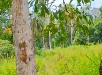 Residential Land for Sale in Alleppey, Cherthala, Kanichukulangara, Cherthala - 11aam mile road