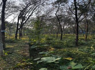 Residential Land for Sale in Kollam, Karunagapally, Pavumba, Vayanashala Road