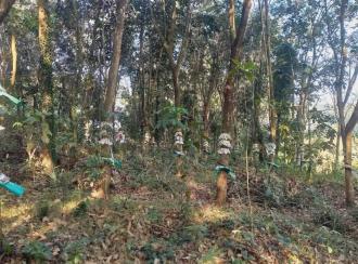 Residential Land for Sale in Ernakulam, Angamaly, Angamaly, St.Sebastian's Church Road