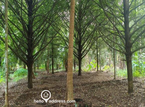 Residential Land for Sale