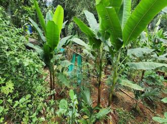 Residential Land for Sale in Kottayam, Pala, Manathoor