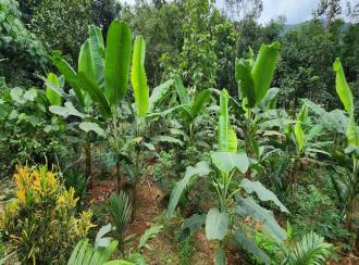 Residential Land for Sale in Kottayam, Pala, Manathoor