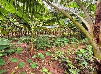 Residential Land for Sale in Alleppey, Chengannur, Ennakkad