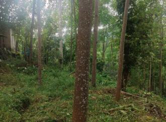 Agricultural Land for Sale in Pathanamthitta, Ranni, Ranni