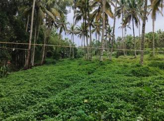 Residential Land for SaleAlleppey, Haripad, NagIarkulangara