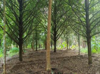 Residential Land for SaleThrissur, Chalakudy, Kunnappilly