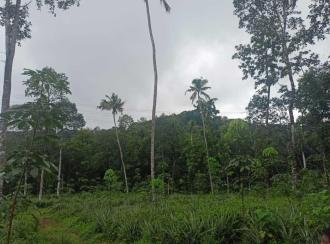 Agricultural Land for SaleKottayam, Pampady, 14th mile