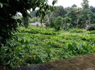 Residential Land for Sale in Kottayam, Ponkunnam, Kodungoor
