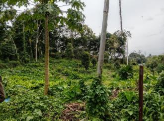 Residential Land for Sale in Kottayam, Ponkunnam, Kodungoor