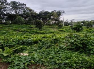 Residential Land for Sale in Kottayam, Ponkunnam, Kodungoor