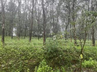 Agricultural Land for SaleTrivandrum, Varkala, Parippally 