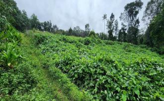 Residential Land for Sale in Kottayam, Kottayam town, Chengalam