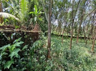 Residential Land for Sale in Pathanamthitta, Mallappally, Mallapally
