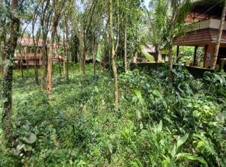 Residential Land for Sale in Pathanamthitta, Mallappally, Mallapally