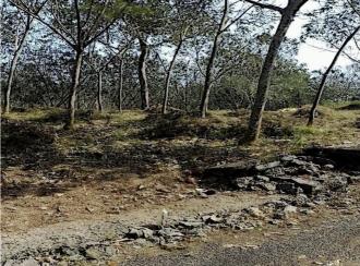 Residential Land for SaleErnakulam, Peppathy, Peppathy